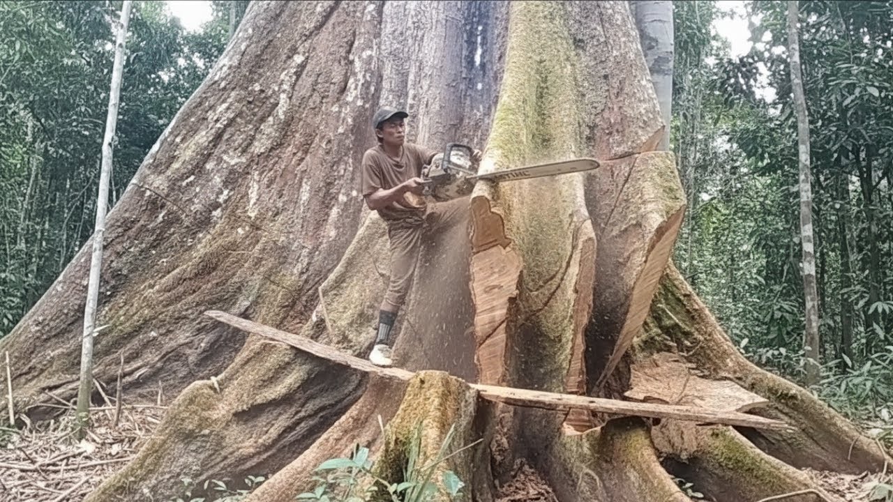 Amazing Perfect Tree Felling Technique - Kill Cutting Big Tree Machine ...