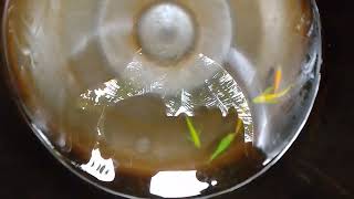 লাং ফিন জেব্রা #siam fishzone