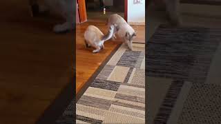 PetTec Pet Cam Laser - Haustierkamera mit integriertem Laserpointer für Katzen zum Spielen