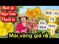 28-3-2026☎️0334.061.436👉C.Yên 🌲mai vàng giá rẻ 40k cây 10tang1 hoa hồng thanh tú- Ngọc toàn-bình lợi