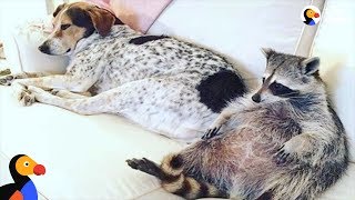 Raccoon Adopted by Dogs Is Living THE LIFE | The Dodo: Odd Couples