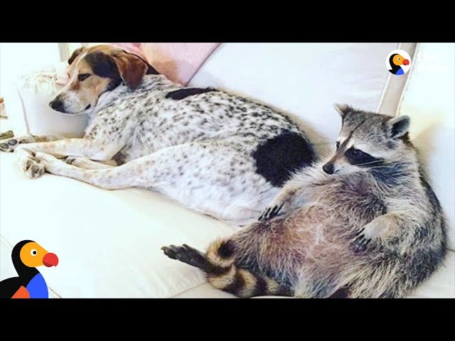 Raccoon Adopted by Dogs Is Living THE LIFE | The Dodo: Odd Couples