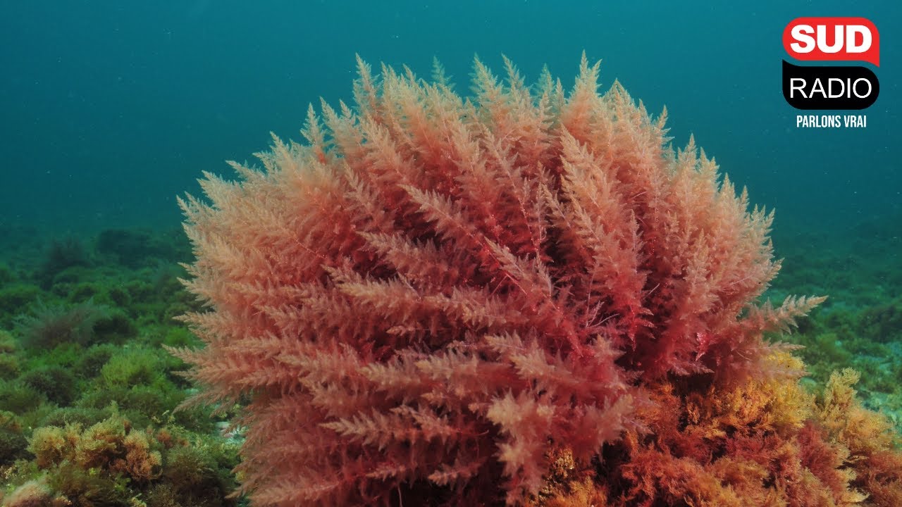 Quels sont les bienfaits de l’algue rose sur la peau ?