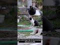 FunCatyBaby - Cat play with red ball