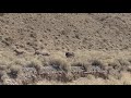 Death Valley Burro Fight 