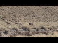 Death valley Burro fight