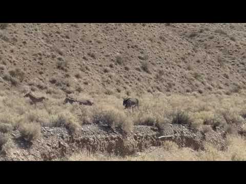 Death Valley Burro Fight