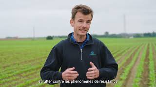 3 Conseils De Traitement Pour Vos Variétés De Betteraves Sucrières Conviso Smart