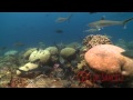 Clipperton, Underwater planet series  HD