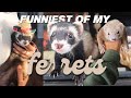 MY BEST FERRET MOMENTS OF 2025
