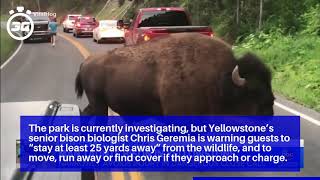 California woman gored by bison at ...