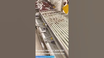 Date Palm Grading Sorting Machine In Pakistan