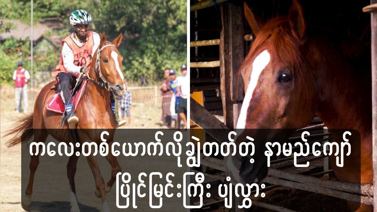 ကလေးတစ်ယောက်လို ချွဲတတ်တဲ့ နာမည်ကျော် ပြိုင်မြင်းကြီး ပျံလွှား