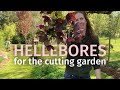 Harvesting hellebores that wont wilt and working with them in designs