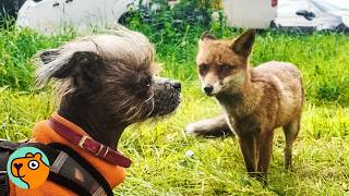 Dog Finds Wild Fox And Becomes Best Friends | Cuddle Buddies