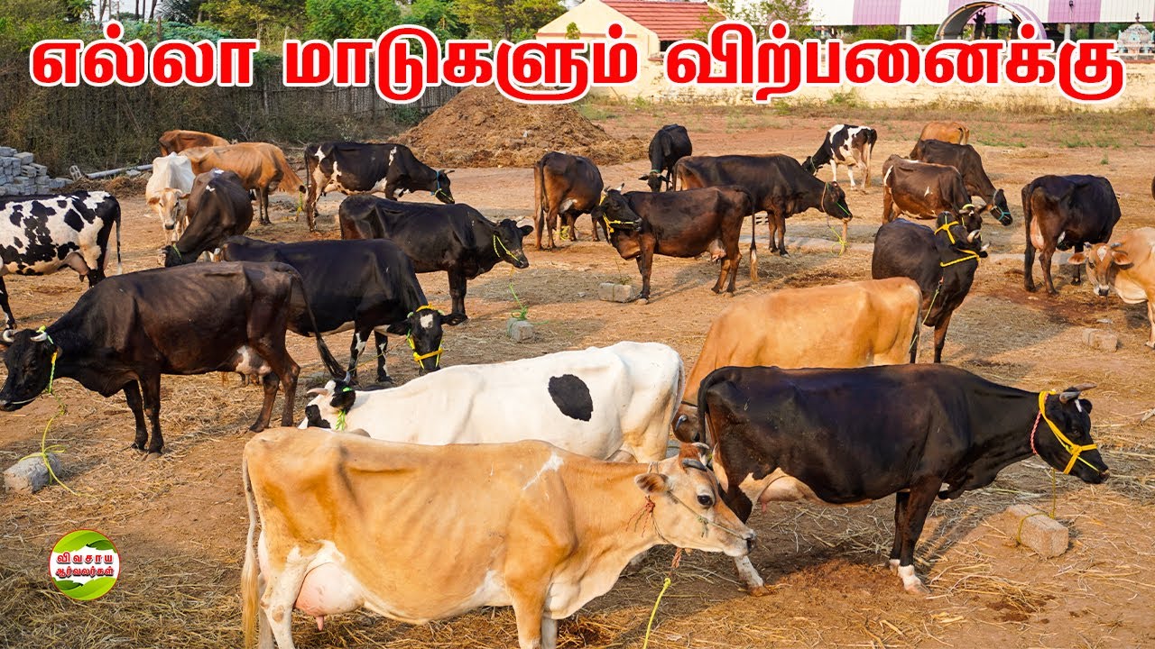 மாட்டு பண்ணையில் 30 மாடுகள் விற்பனைக்கு உள்ளது|வஞ்சியம்மன் மாட்டு பண்ணை #vivasayaarvalargal #cows