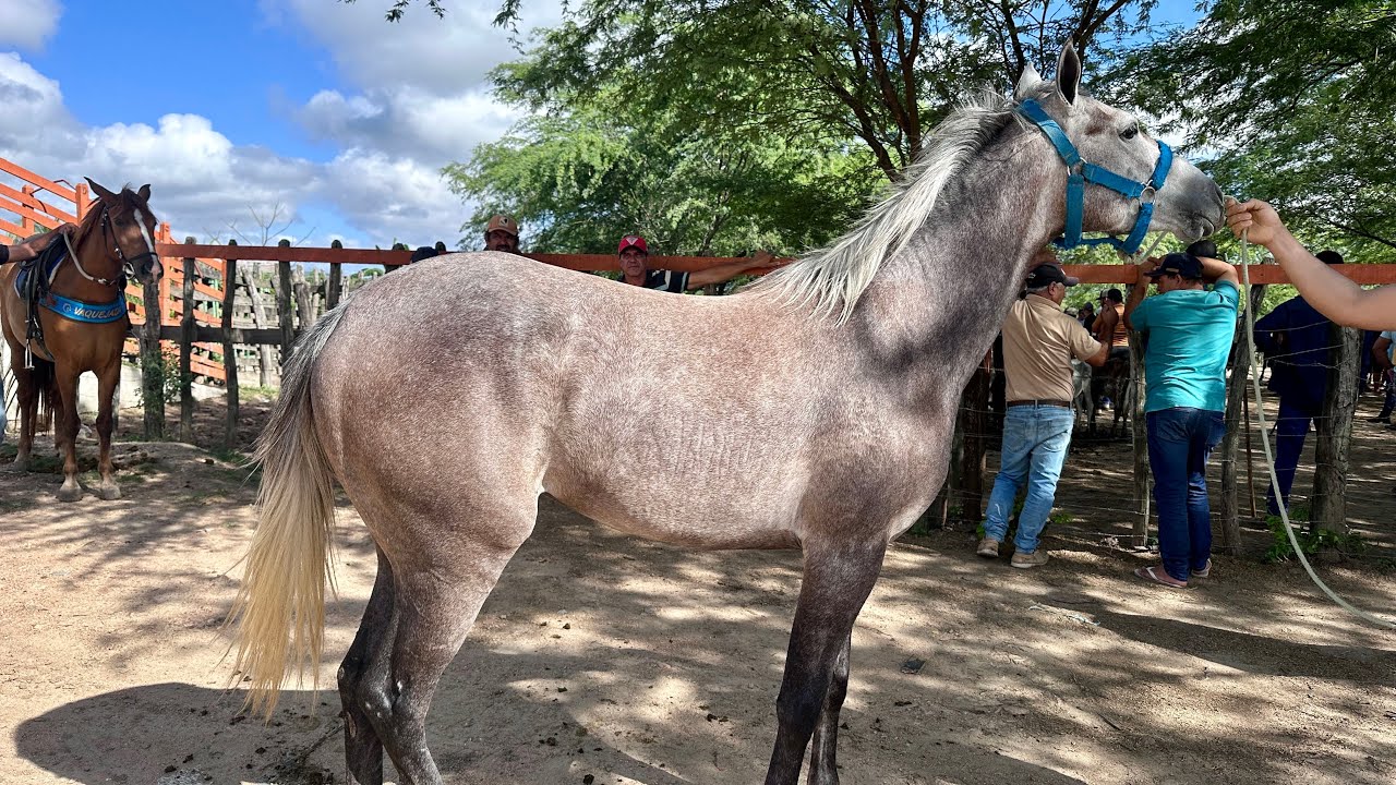 FEIRA DE CAVALOS EM ALTINHO-PE dia 07/03/2026#nordeste