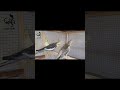 Heathly Active cockatirls are play and enjoying the movements #birdbreeding #birds