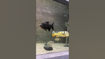 hồ cá săn mồi cộng đồng #casanmoi #sănmồi