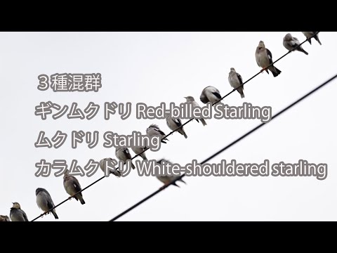 【３種混群】ギンムクドリ Red-billed Starling、ムクドリ Starling、カラムクドリ White-shouldered starling