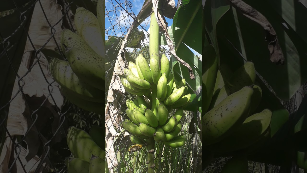 "Silk Figs/Silk Bananas.😋 Taste of the Tropics. YouTube