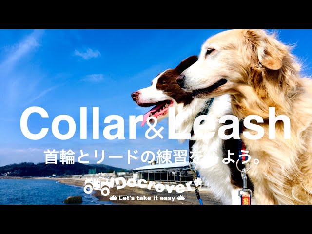 動画 ドッグキャッチ 抱っこ の教え方です 犬との遊びと暮らしをサポート ドックローバー In 姫路 動画 ドッグキャッチ 抱っこ の教え方です 犬との遊びと暮らしをサポート ドックローバー In 姫路