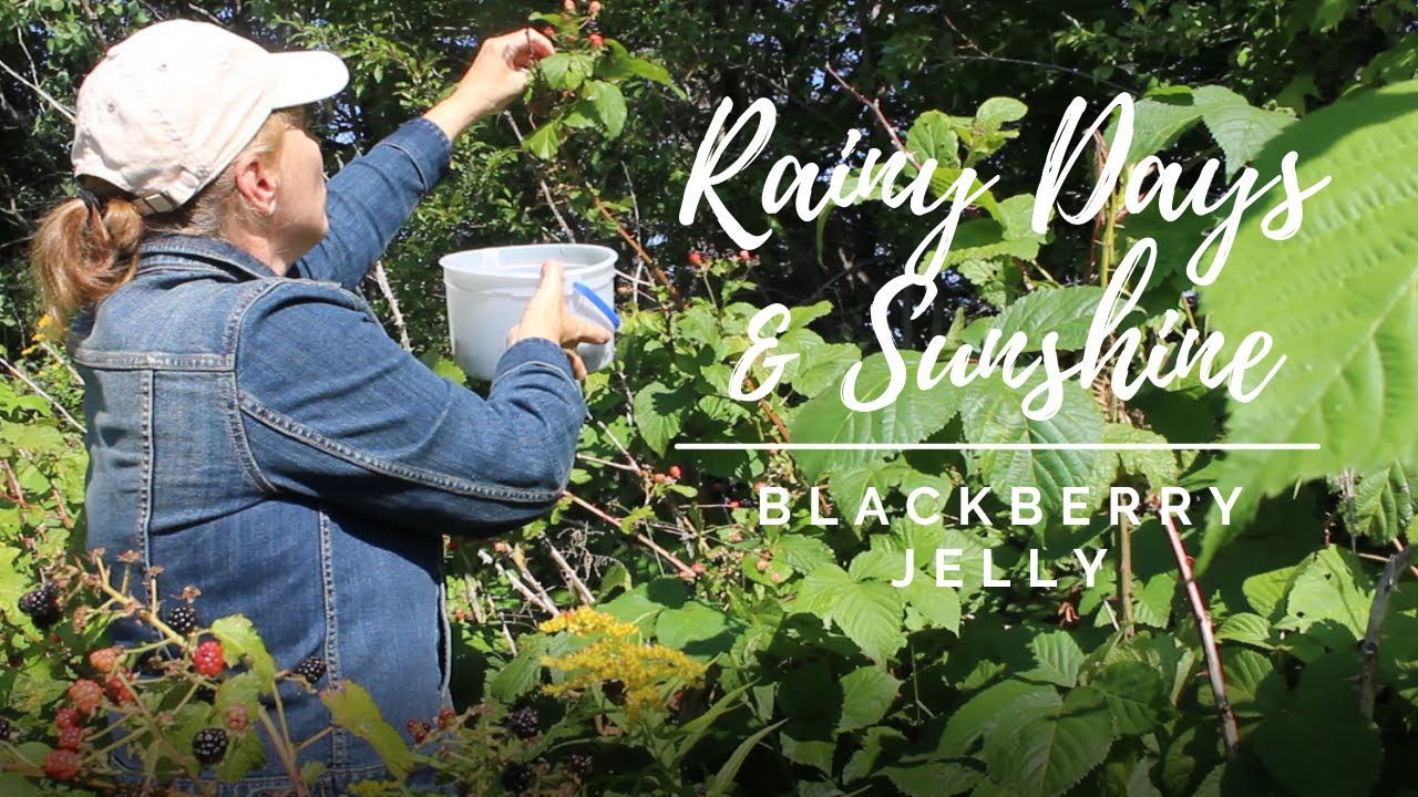 Rainy Days Steam Juicer Blackberry Jelly YouTube