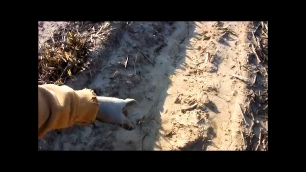 Metal Detecting in Louisiana YouTube