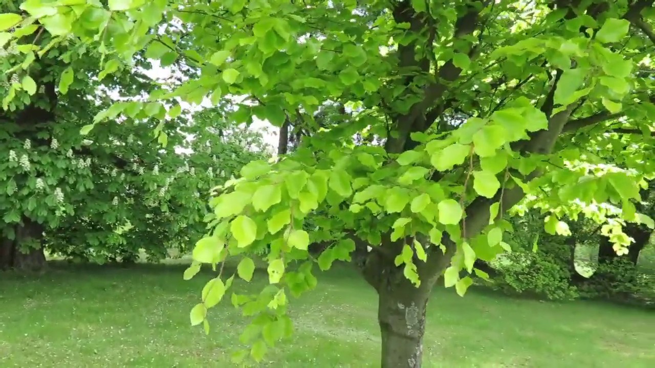 Fagus sylvatica 'Zlatia' buk lesn