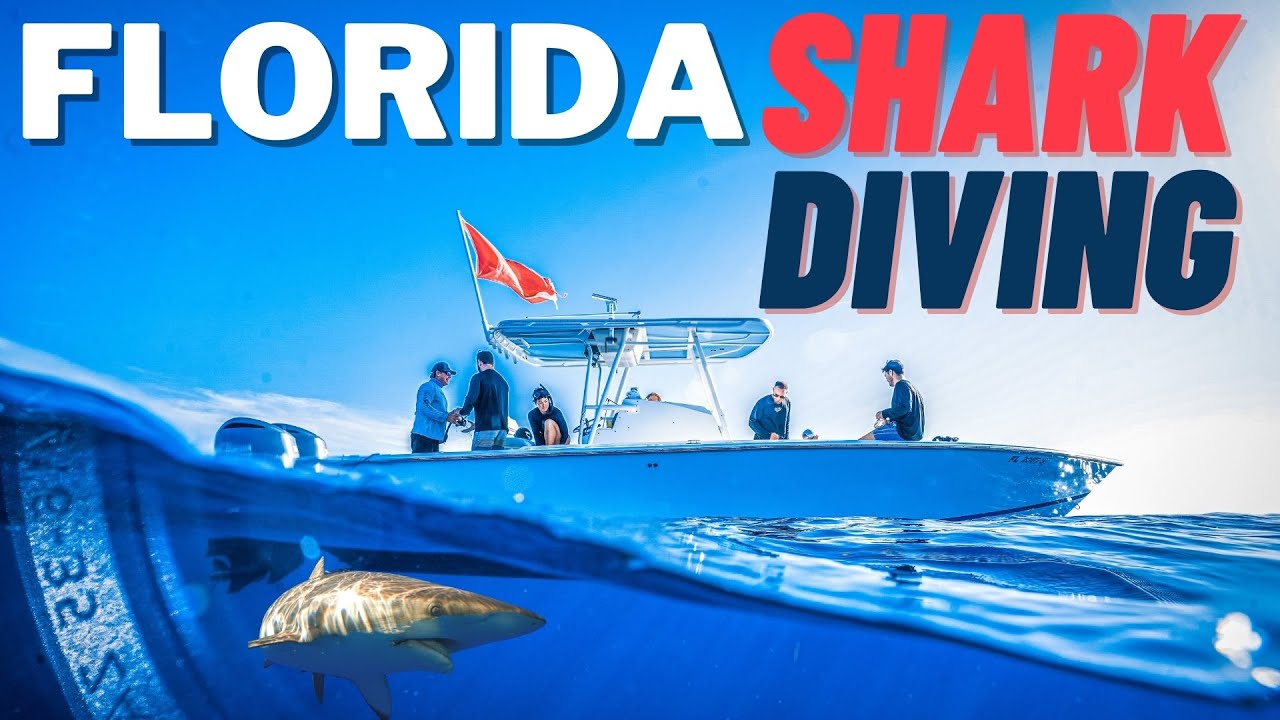 Shark Diving Jupiter Florida - Without a CAGE!! - YouTube