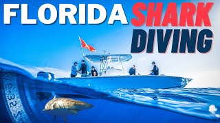 Shark Diving Jupiter Florida - Without a CAGE!!