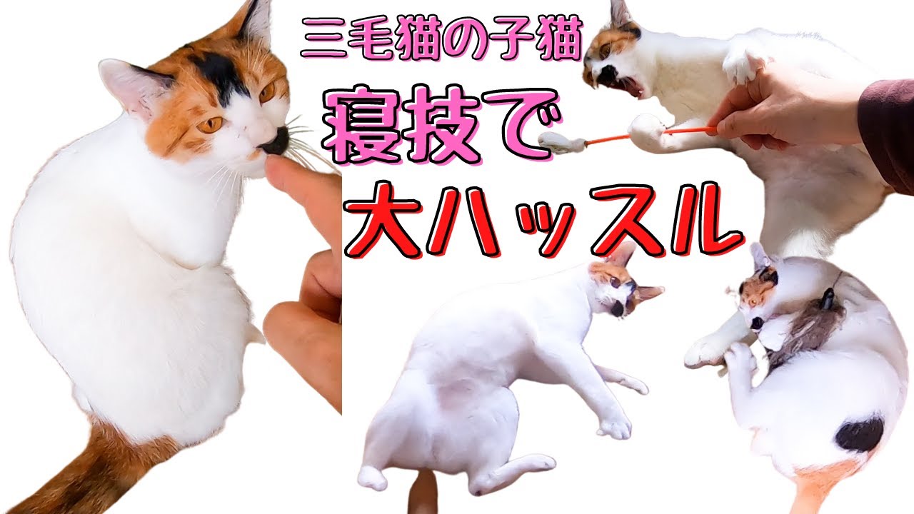 三毛猫の子猫はちょっとビビりおもちゃに寝技で大ハッスル 保護猫カフェウリエル 梅田 Calico Kittens Play A Lot With Toys Youtube