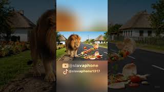 Булька Барабулька перевірила якість дороги😂🦁🛣️ #рекомендації #ржакадосліз #рекомендации #memes #мем