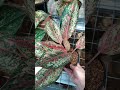Aglaonema Coconut delight #tanamanviral #tanamanhias #aglaonemacollections #wulandari