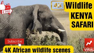 Relaxing 4K Wildlife Film with Peaceful Music for Stress Relief