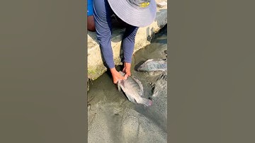 Cá Lớn - Rô Phi ẩn nấp dưới đá 😱 #khacthuyvlogg