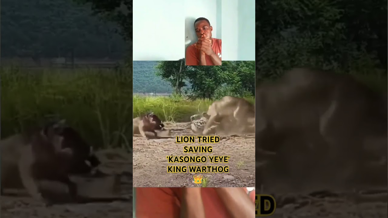 KING WARTHOG 'KASONGO YEYE' SAVED BY KING LION