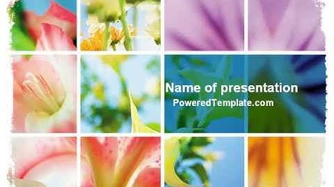 Free Blooming Lilies PowerPoint Template by PoweredTemplate.com