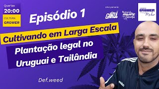 Cultivo Legal em Larga Escala - Episódio 1