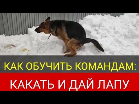 Команда какать, дай лапу. Суть обучения разным командам