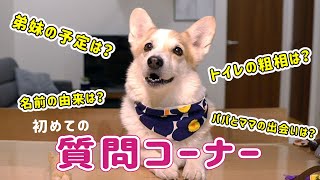 コーギー犬ノエさんの初めての質問コーナー