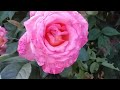 Чайно-гибридная роза Фольклор !!! Роза с обворожительным цветком!!💗💕🌸🌞🌹🌹🌹