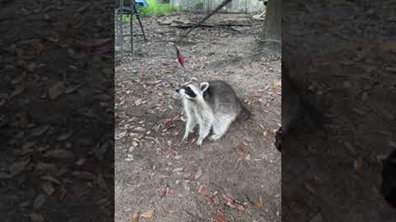 Friendly Raccoon Loves People and Cats || ViralHog - YouTube