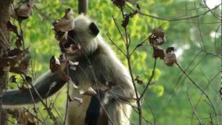 Hanuman Langur (Semnopithecus entellus) in Chhattisgarh Forest. Part-11 © Pankaj Oudhia