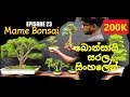 නිවසේදී කුඩා බොන්සායි ගසක් සාදා ගන්නේ කෙසේද? how to make mame bonsai tree at home EPISODE 23