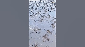 Bầy cò trắng  nhiều  khủng khiếp