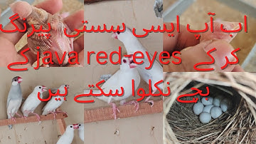Ab Red Eyes Java Ap Nikalwa Sakty Hain Kum Paison Mein | How To Produce Red eyes Java | Urdu/Hindi