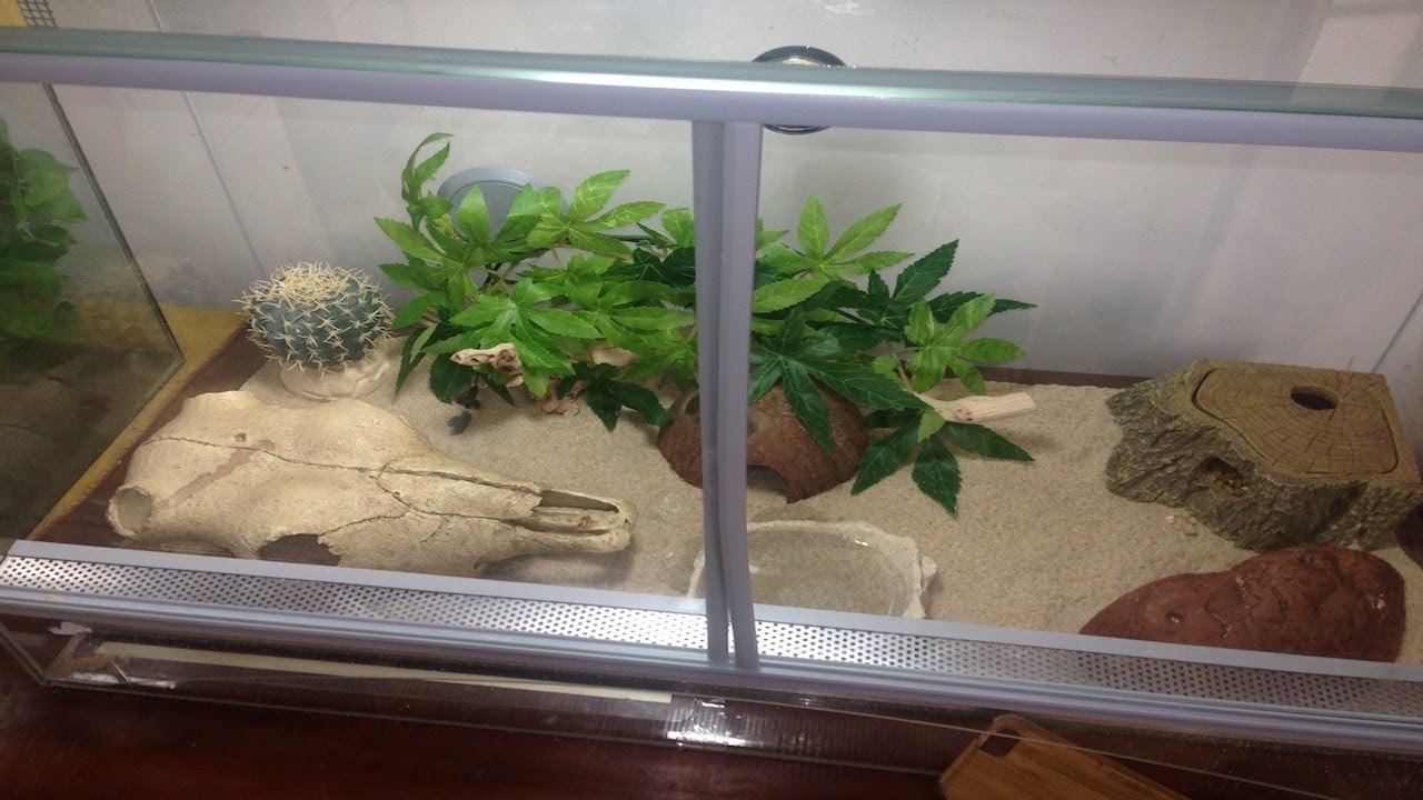 Leopard Gecko Layout LEOPARD GECKO TERRARIUM LAYOUT - YouTube
