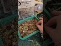 Alocasia Corms Explained 🌱 #shorts