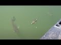 ブラックバスが弱ったブルーギルを丸呑みする瞬間映像